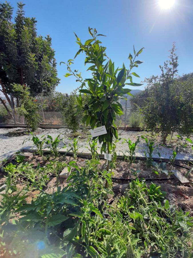 Happy Glamping Cy Villa Agios Theodoros Exterior foto